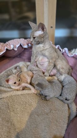 Mauwyn Devon Rex Kitten — boutique raised