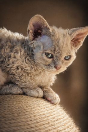 Mauwyn Devon Rex Kitten — lilac, Blue, tortie