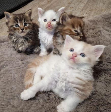 Maine Coon Kitten /Kater