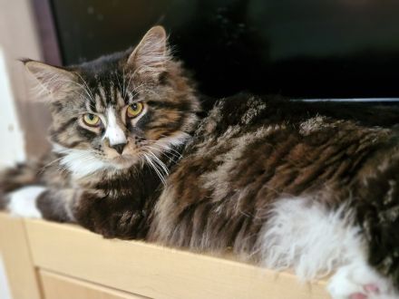 Maine Coon Kitten /Kater abgabebereit