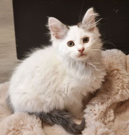 Maine Coon Kitten /Kater abgabebereit