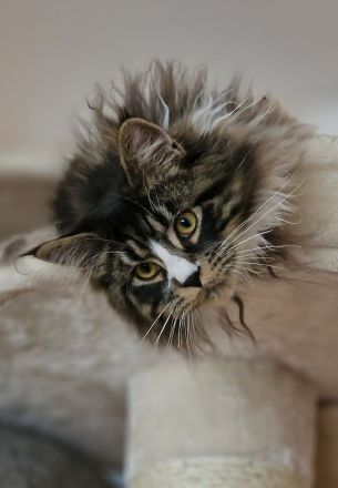 Maine Coon Kitten /Kater abgabebereit