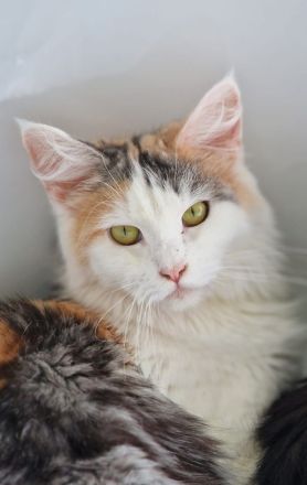 Maine Coon Kitten /Kater abgabebereit