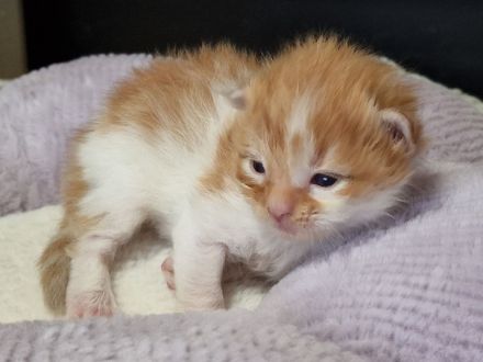 Maine Coon Kitten /Kater