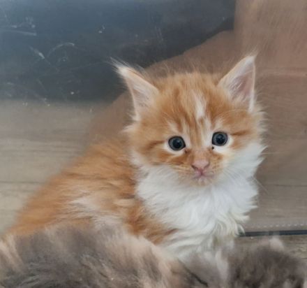 Maine Coon Kitten /Kater