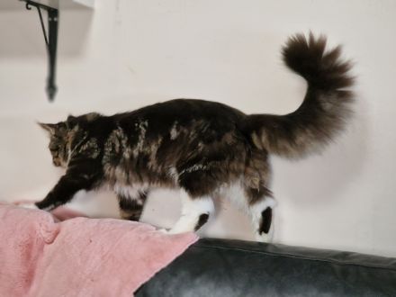 Maine Coon Kitten /Kater abgabebereit