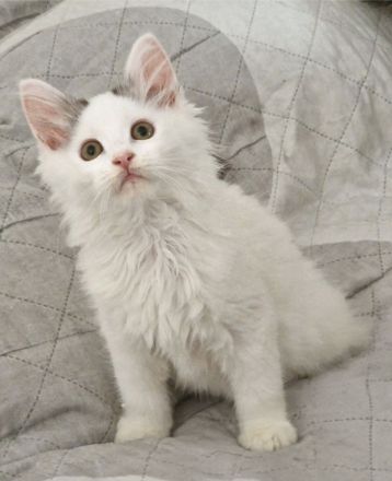Maine Coon Kitten /Kater abgabebereit