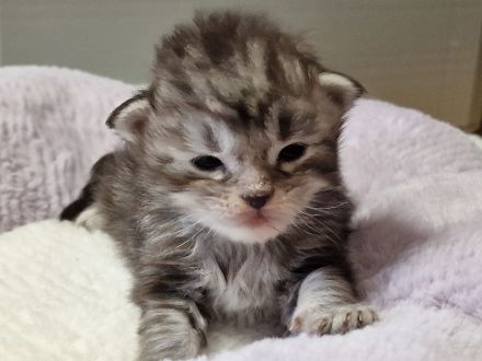 Maine Coon Kitten /Kater