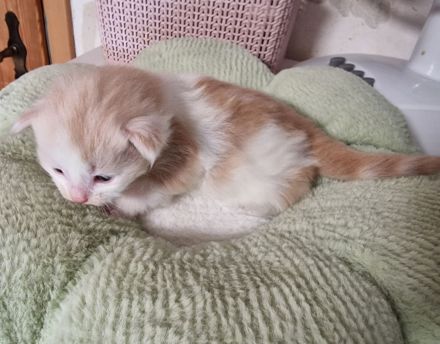 Maine Coon Kitten /Kater