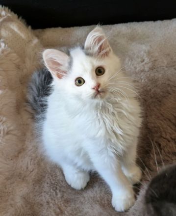 Maine Coon Kitten /Kater abgabebereit