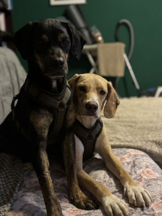 Unzertrennliches Hunde-Duo sucht liebevolles Zuhause