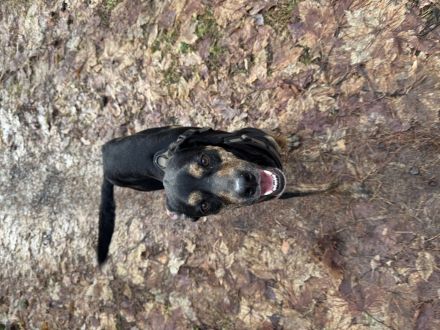 Unzertrennliches Hunde-Duo sucht liebevolles Zuhause