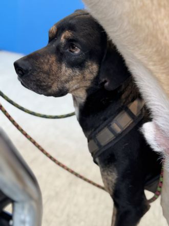 Unzertrennliches Hunde-Duo sucht liebevolles Zuhause