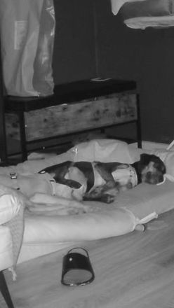 Unzertrennliches Hunde-Duo sucht liebevolles Zuhause