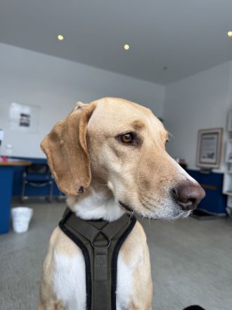 Unzertrennliches Hunde-Duo sucht liebevolles Zuhause