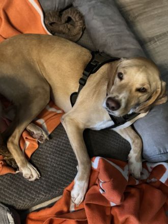 Unzertrennliches Hunde-Duo sucht liebevolles Zuhause