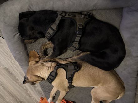 Unzertrennliches Hunde-Duo sucht liebevolles Zuhause