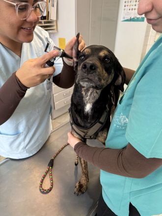 Unzertrennliches Hunde-Duo sucht liebevolles Zuhause