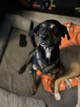 Unzertrennliches Hunde-Duo sucht liebevolles Zuhause