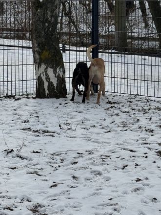 Unzertrennliches Hunde-Duo sucht liebevolles Zuhause