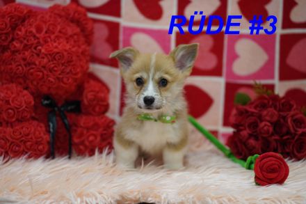 Wunderschöne Reinrassige Welsh Corgi Pembroke Welpen auf Familiensuche