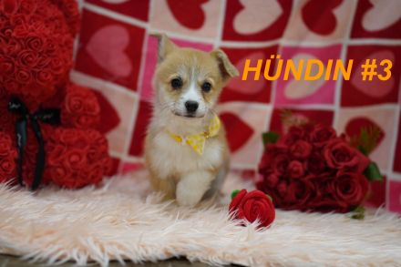 Wunderschöne Reinrassige Welsh Corgi Pembroke Welpen auf Familiensuche