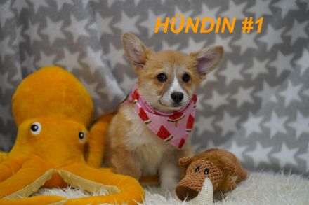 Wunderschöne Reinrassige Welsh Corgi Pembroke Welpen auf Familiensuche