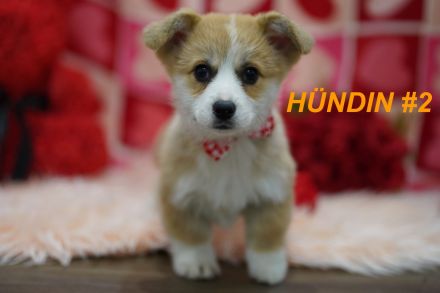 Wunderschöne Reinrassige Welsh Corgi Pembroke Welpen auf Familiensuche