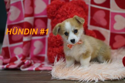 Wunderschöne Reinrassige Welsh Corgi Pembroke Welpen auf Familiensuche