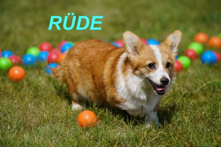 Wunderschöne Reinrassige Welsh Corgi Pembroke Welpen auf Familiensuche