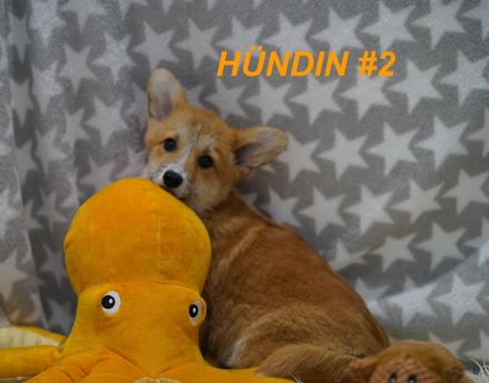 Wunderschöne Reinrassige Welsh Corgi Pembroke Welpen auf Familiensuche