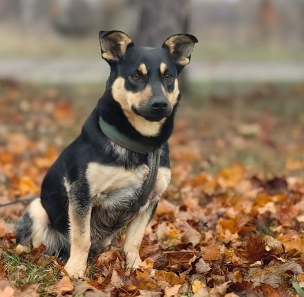 🐶✨ Scooby sucht sein richtiges Zuhause – mit Erfahrung & Herz ✨🐾