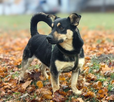 🐶✨ Scooby sucht sein richtiges Zuhause – mit Erfahrung & Herz ✨🐾