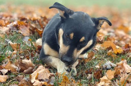 🐶✨ Scooby sucht sein richtiges Zuhause – mit Erfahrung & Herz ✨🐾