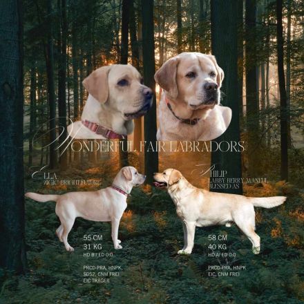 Labrador Retriever Welpen aus sorgfältig geplanter FCI-Verpaarung (Körwurf)