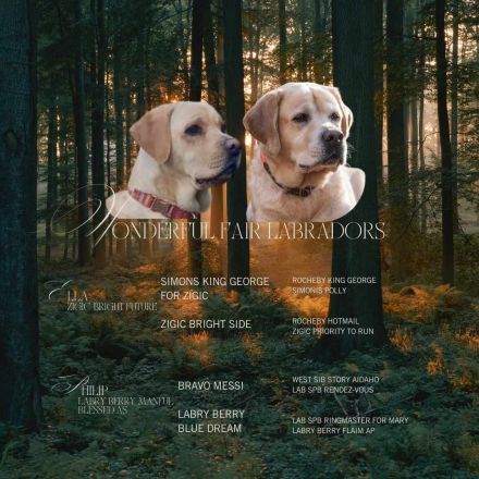 Labrador Retriever Welpen aus sorgfältig geplanter FCI-Verpaarung (Körwurf)