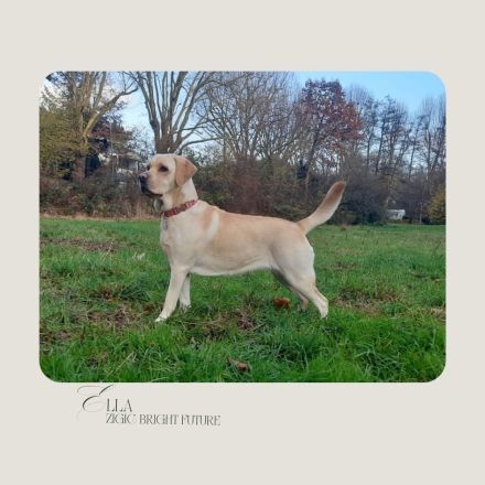 Labrador Retriever Welpen aus sorgfältig geplanter FCI-Verpaarung (Körwurf)