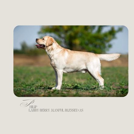 Labrador Retriever Welpen aus sorgfältig geplanter FCI-Verpaarung (Körwurf)