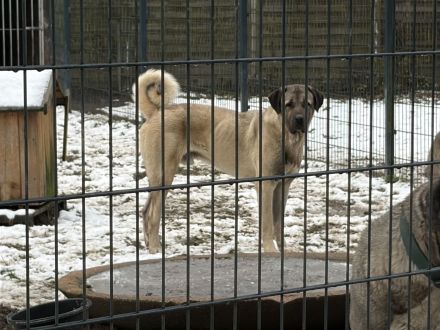 Kangal Pärchen