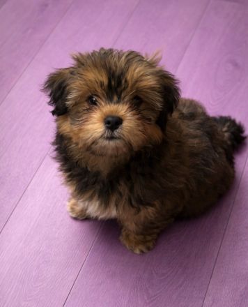 Zuckersüßer Havaneser-Mix