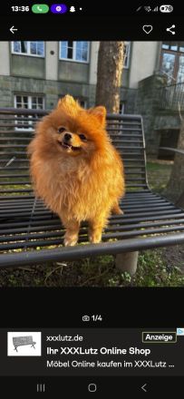 Pomerianien Mila 1.5 Jahre