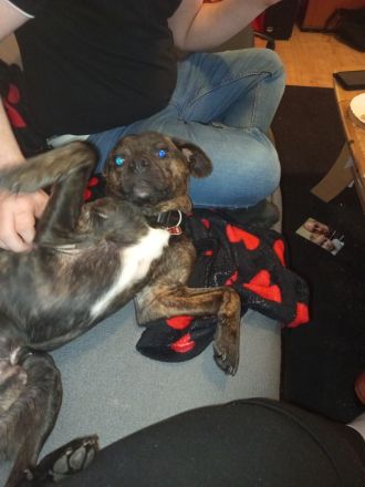 Hund in liebevolle Hände abzugeben