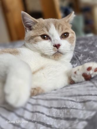 BKH  Kitten Kater creme-white mit Stammbaum – verschmust & neugierig – sofort abgabebereit