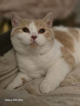 BKH  Kitten Kater creme-white mit Stammbaum – verschmust & neugierig – sofort abgabebereit