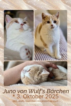 BKH  Kitten Kater creme-white mit Stammbaum – verschmust & neugierig – sofort abgabebereit