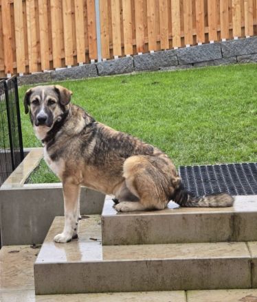 Noroc, ein freundlicher Riese, möchte sein Zuhause finden