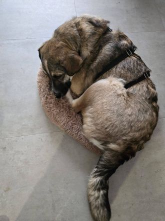 Noroc, ein freundlicher Riese, möchte sein Zuhause finden