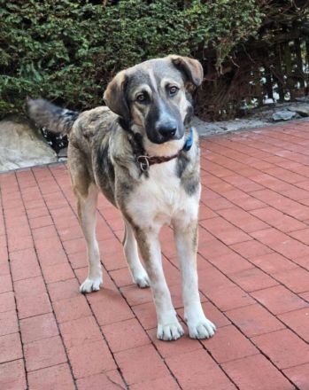 Noroc, ein freundlicher Riese, möchte sein Zuhause finden