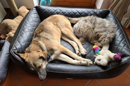 Noroc, ein freundlicher Riese, möchte sein Zuhause finden