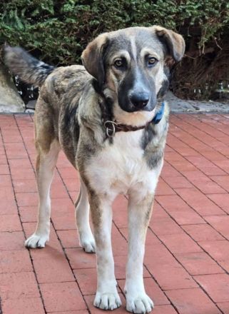 Noroc, ein freundlicher Riese, möchte sein Zuhause finden